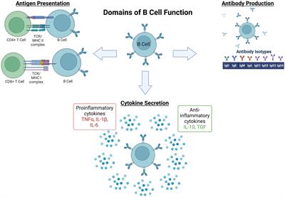 B cells and the stressed brain: emerging evidence of neuroimmune interactions in the context of psychosocial stress and major depression